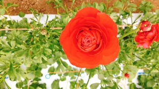 45D6A72E-189F-4330-A0D0-CB9E38E99BF6.jpeg