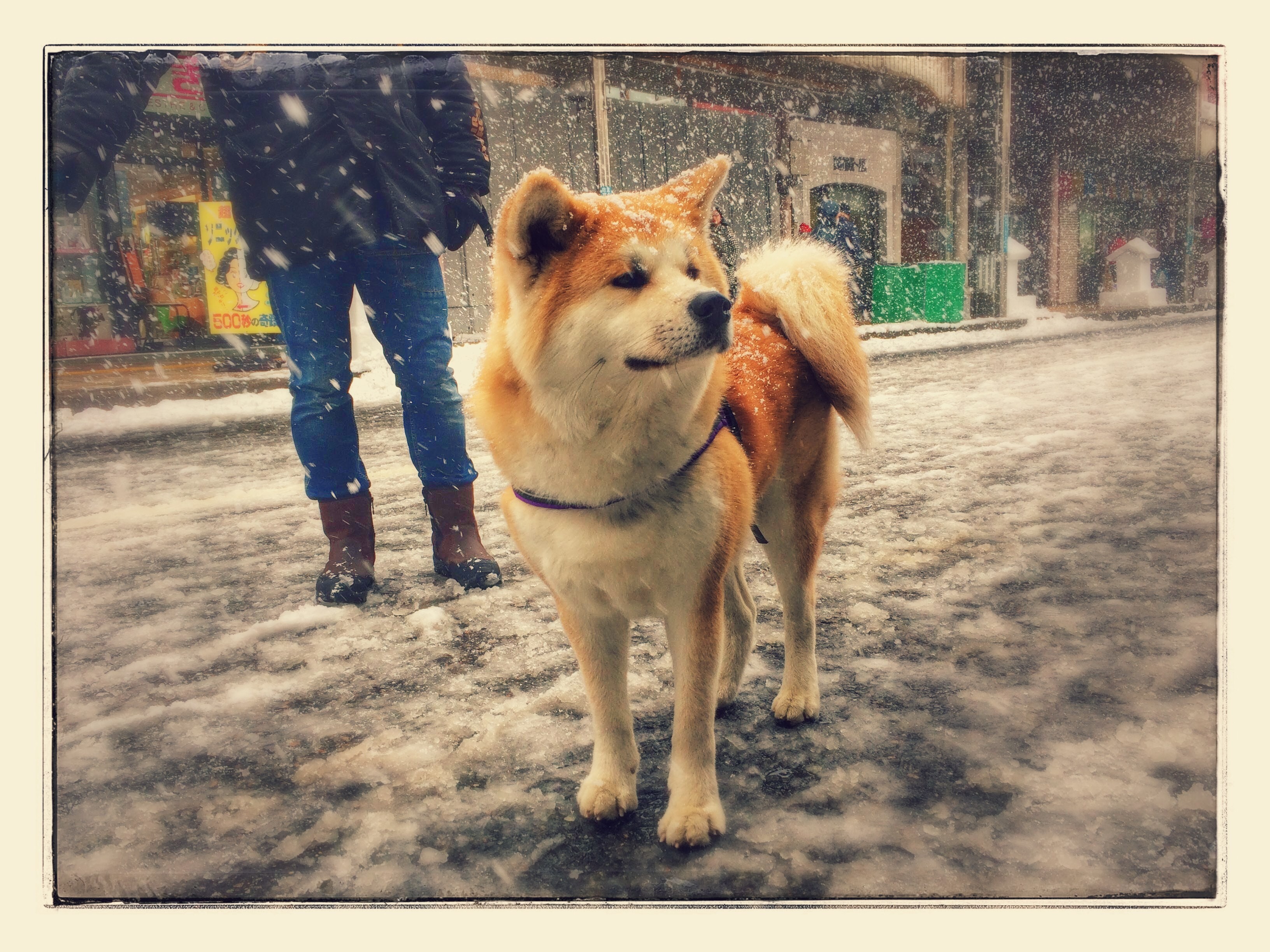 文藝春秋デラックス　週刊読売　まとめ　バレエ　歴史　祭り　犬ネコ　古代遺跡　城 義勇八犬伝 犬飼現八 文化遺産オンライン