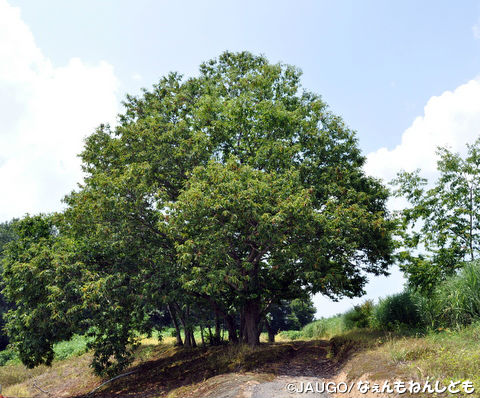 DSC_0034_copy.jpg