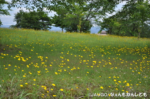 DSC_0190_copy.jpg