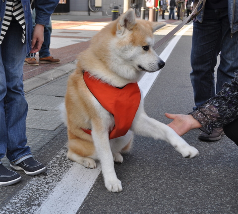 DSC_0234-1.JPG