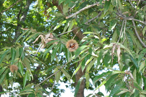 DSC_0377.JPG