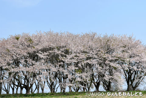 DSC_0382a.jpg