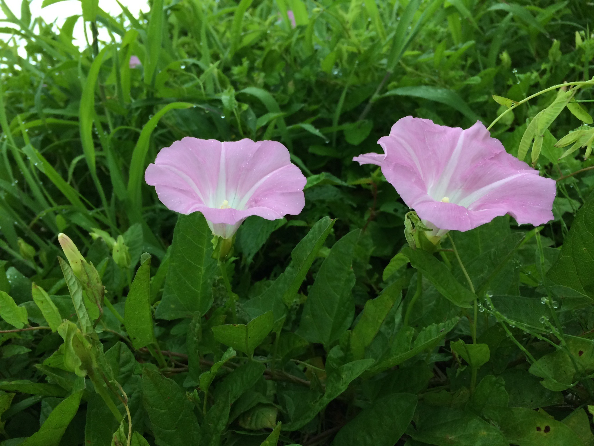 F1701317-5FF8-4267-B11F-2FF71A9342F5.jpeg