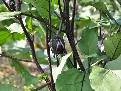 SSC_0166.jpg