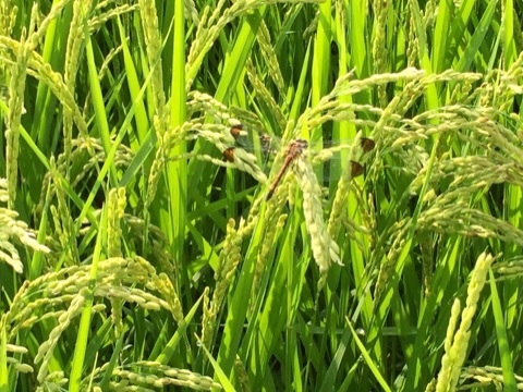 IMG_0025.jpg