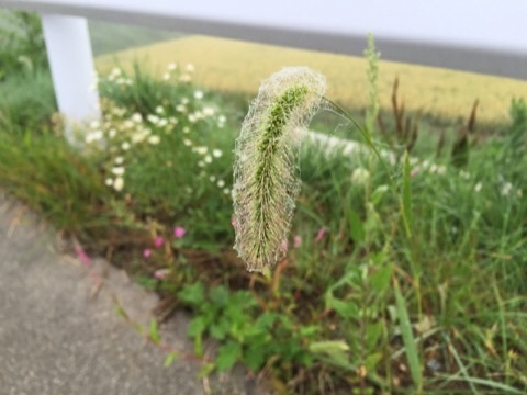 IMG_0729.jpg